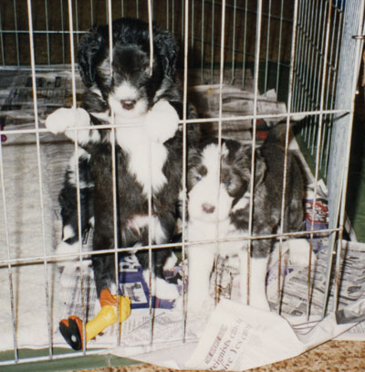 Betsy and her littermates are in the puppy pen. Betsy is standing with her front legs hanging out the bars.